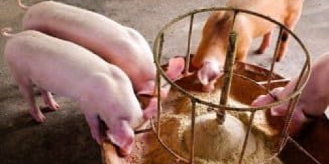 Kako pravilno pariti suhu krmnu smjesu u granulama, da li je moguće hraniti vijetnamsku prasad